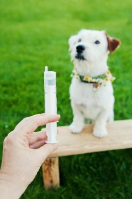 la-premiere-annee-de-votre-chiot--nos-conseils-veterinaires--1--.jpg