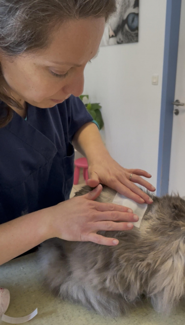 gribouille-diabete.jpg gribouille-diabete.jpg