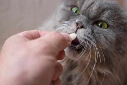 la-premiere-annee-de-votre-chiot--nos-conseils-veterinaires--2--.jpg