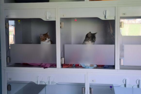 vétérinaire chat vétérinaire chat