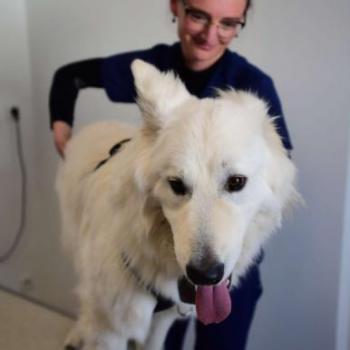 Réflexothérapie chien