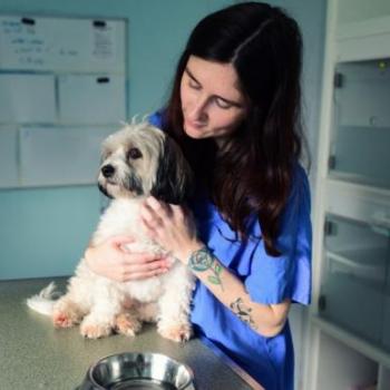 Chien hospitalisé