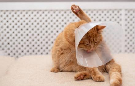 J'emmène mon chat se faire stériliser, quel est l'intérêt ?