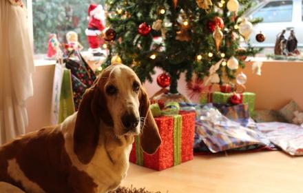 Le chien du Père Noël a une intoxication + Promo sacs de croquettes SPECIFIC 