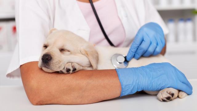 Bienvenue sur le site internet de la clinique vétérinaire du Pré Athelin à Ligné 