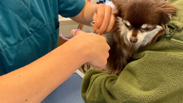 Comment couper les griffes de son chien en toute sécurité à la maison