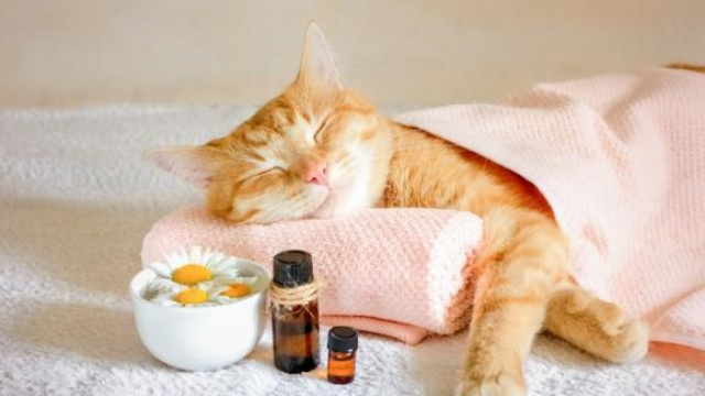 Les bienfaits de la phytothérapie vétérinaire