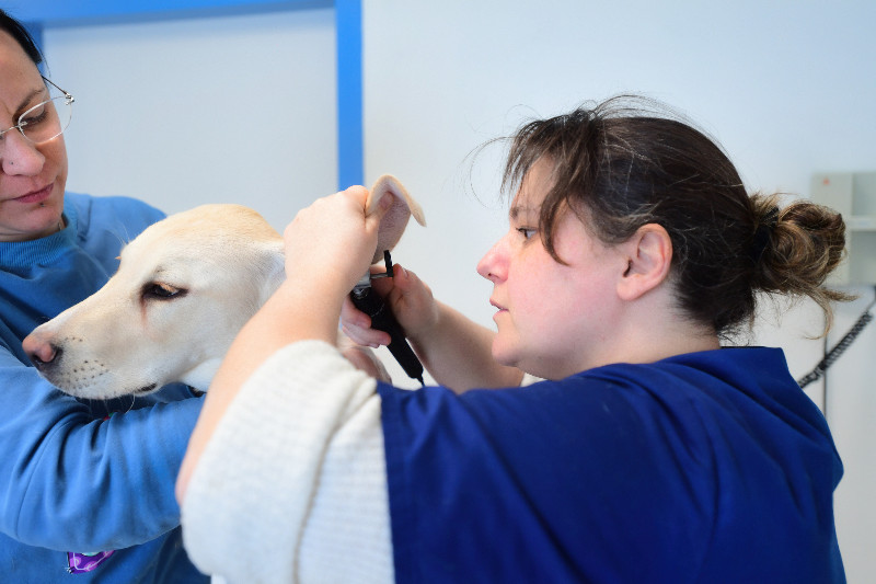 Nettoyer les oreilles de son chien : les bons gestes à adopter